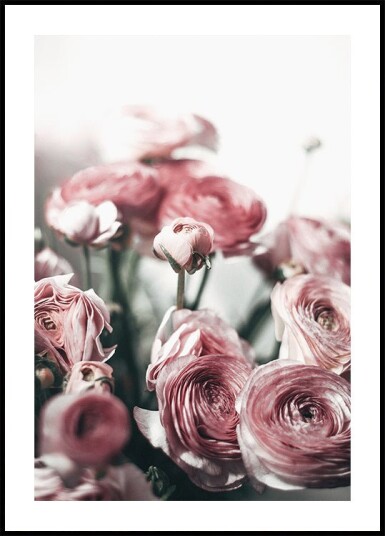 Soft Pink Ranunculus Plakat Plakat / 50x70cm
