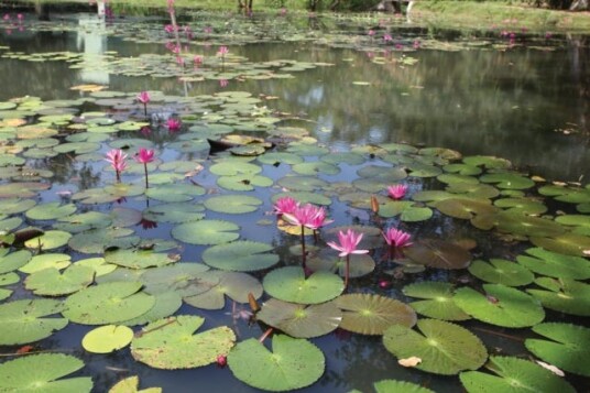 Gardens of Sri Lanka  2000 Years of Landscape Architecture Tradition