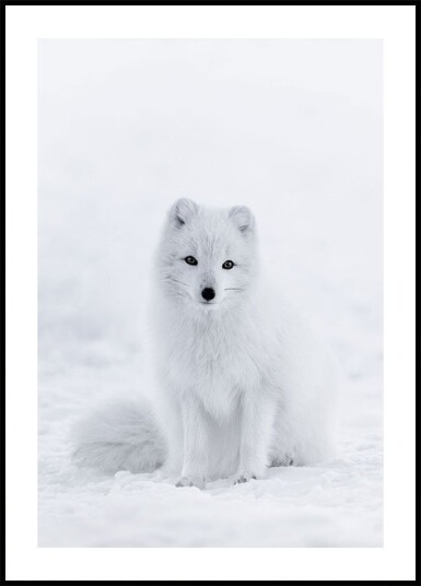 Snow Fox Plakat Plakat / 50x70cm Snow Fox Plakat Plakat / 50x70cm