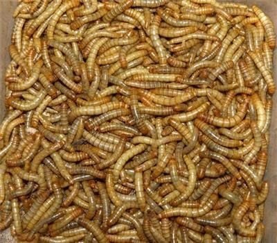 Akudim Tørkede Melormer 1Kg Akudim Tørkede Melormer 1Kg