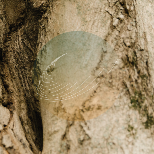 Field Works Maples Ash & Oaks: Cedars Instrumentals LP/Vinyl Field Works Maples Ash & Oaks: Cedars Instrumentals LP/Vinyl