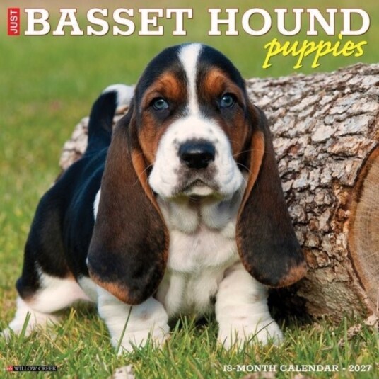 Basset Hound Puppies 2027 Wall Basset Hound Puppies 2027 Wall