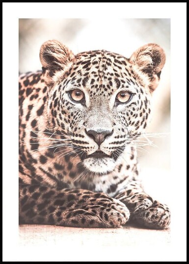 Wild Leopard Plakat Plakat / 21x30cm