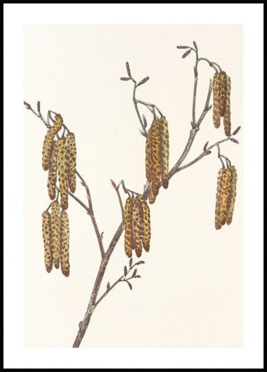 Hazel Alder alnus Regosa From North American Wildflowers 1925 By Mary Vaux Walcott. Poster Plakat / 100x150cm