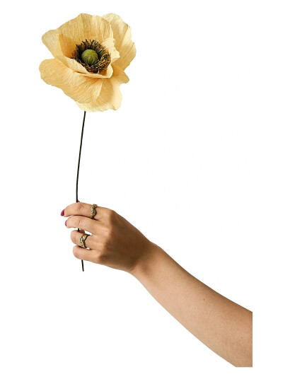 Studio About Paper Flower Papaver Soft Peach Beige 12X40CM Studio About Paper Flower Papaver Soft Peach Beige 12X40CM