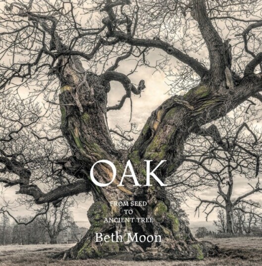 Oak  From Seed to Ancient Tree