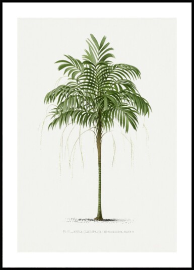 Ii Areca Monostachya Plakat / 70x100
