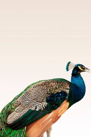 Malerifabrikken Poster Peacock On Beige 1589101-01-48