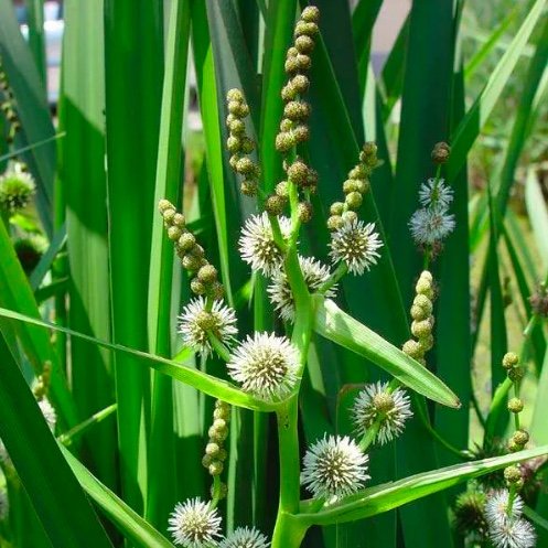 Sumpplante "Sparganium erectum"