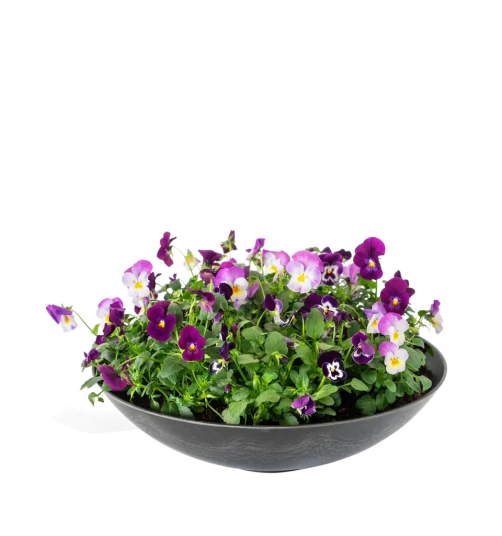 Vårlig stemor blålilla