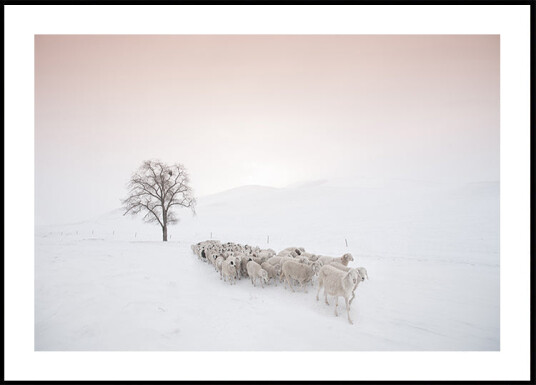Flock looking for food Plakat Plakat / 70x100cm Flock looking for food Plakat Plakat / 70x100cm