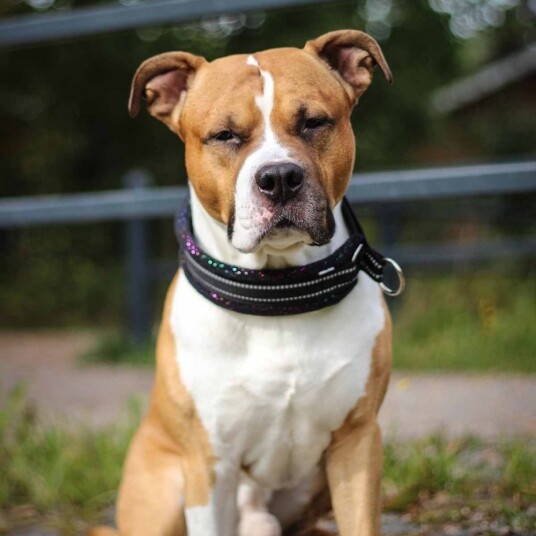 Kusse & Kutta Kusse&Kutta Hundhalsband Bred Modell Svart Glitter (6)