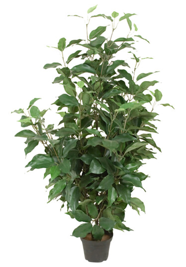 Mr. Plant Fiken benjamin 80 cm