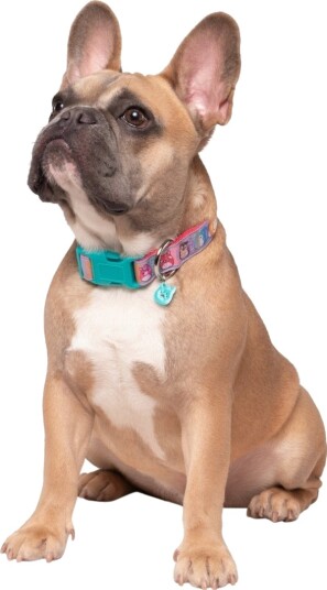 Sourcing Jas Pets Hundehalsbånd M