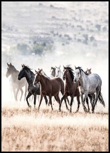 Wild Horses Free Spirit Plakat Plakat / 30x40cm