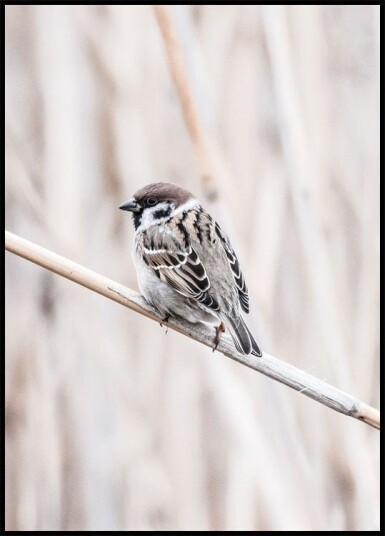 Tree Sparrow Plakat Plakat / 40x50cm