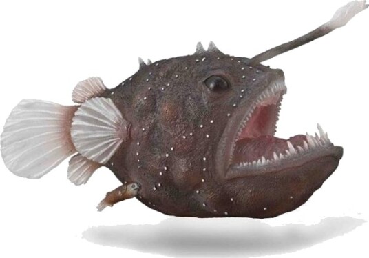 Monkfish Monkfish