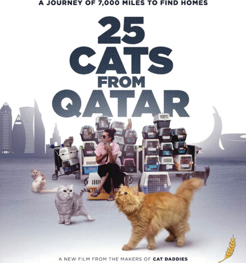25 Cats From Qatar 2025 Bluray