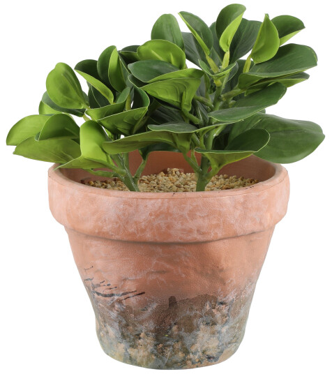 Plante sukkulent hengende 78cm