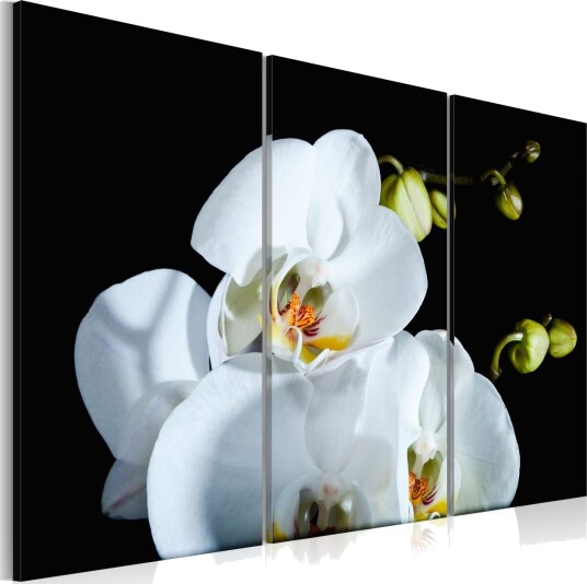Bilde Snøet Orkidé 60x40 Artgeist sp. z o. o.