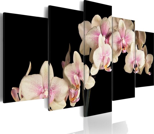 Bilde An Orchid On A Contrasting Background 200x100 Artgeist sp. z o. o.