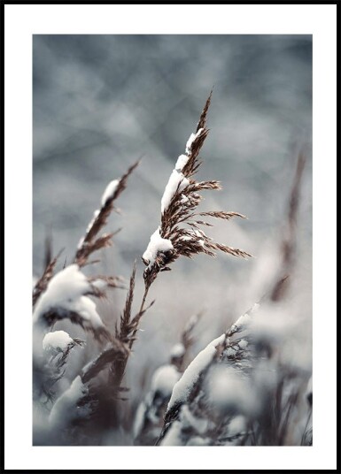 Winter Reed Plakat Plakat / 50x70cm