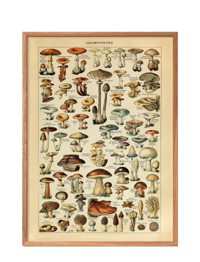 Poster & Frame Champignons - Multi/patterned - 50X70CM