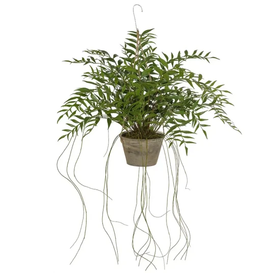 Mr Plant Hoya Hengeplante 65 cm Mr Plant Hoya Hengeplante 65 cm