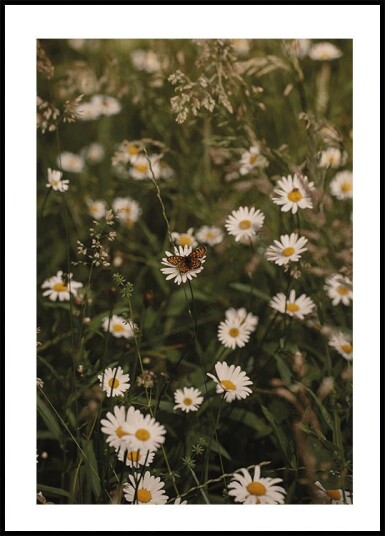 Chamomile and Butterfly Plakat Plakat / 40x50cm Chamomile and Butterfly Plakat Plakat / 40x50cm