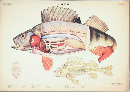Plakat Fisk Anatomi Illustrasjon