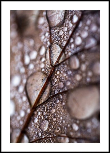 Autumn Rain Plakat / 100x150cm