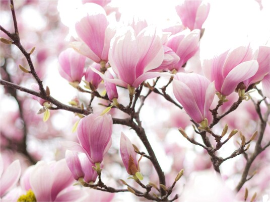 Fototapet Magnolia Bloosom 350x270 - Artgeist sp. z o. o.