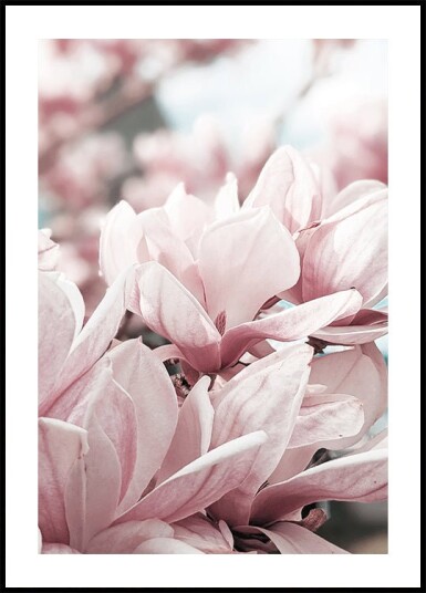 Magnolia Blossom Plakat Plakat / 40x50cm