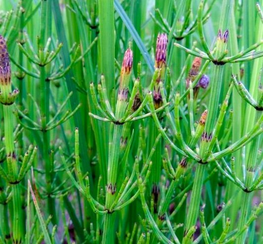 Sumpplante "Equisetum fluviatile" Sumpplante "Equisetum fluviatile"