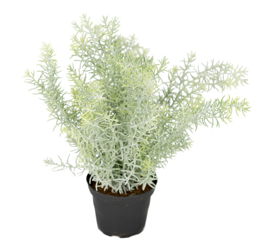 Mr. Plant Asparges
