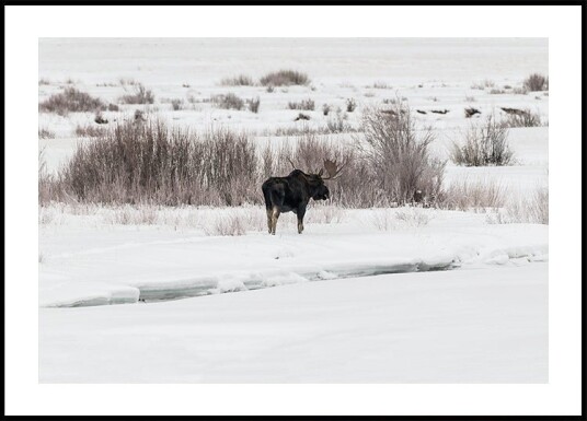 Moose in Winter Landscape Plakat Plakat / 100x150cm