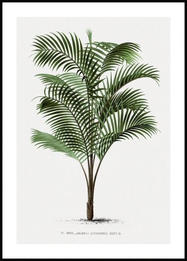 Vintage Palm Tree No. 2 Plakat Plakat / 70x100cm Vintage Palm Tree No. 2 Plakat Plakat / 70x100cm