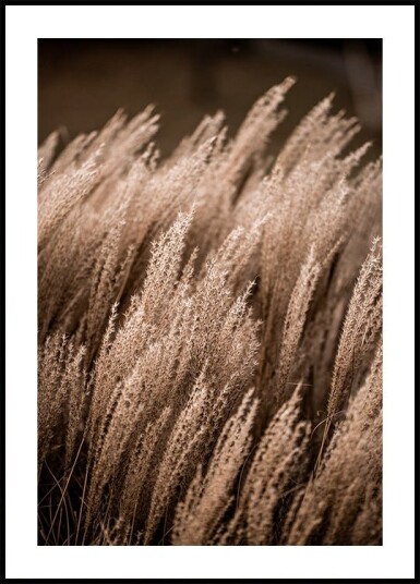 Grass 16 Plakat / 30x40cm