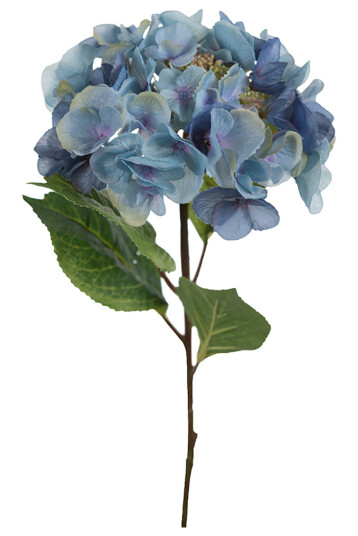 Mr. Plant Hortensia 45 cm