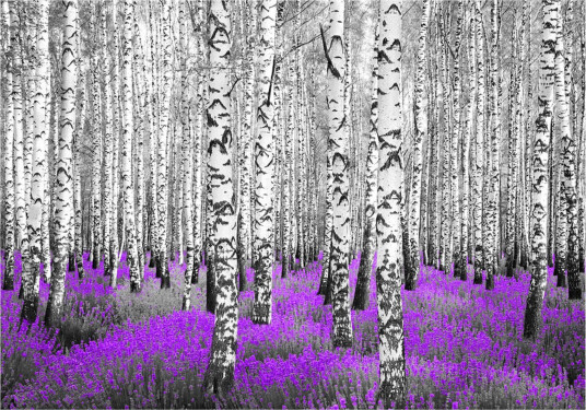 Fototapet Purple Asylum 300x210 - Artgeist sp. z o. o.