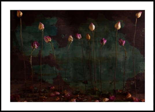 Moody Dried Roses Plakat / 100x150