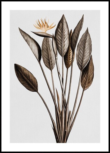 Vintage Bird of Paradise Plakat Plakat / 100x150cm