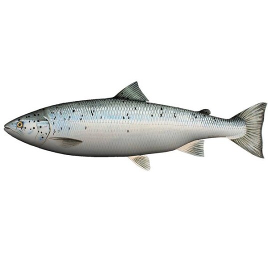 Marinor As Pute   Laks   60 cm