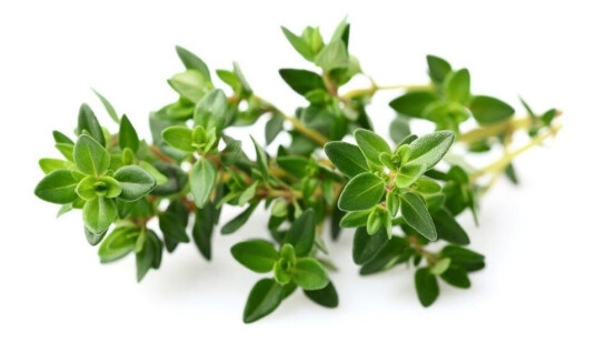 Click and Grow Smart Garden Refill 3-pack Thyme SGR17X3 Click and Grow Smart Garden Refill 3-pack Thyme SGR17X3