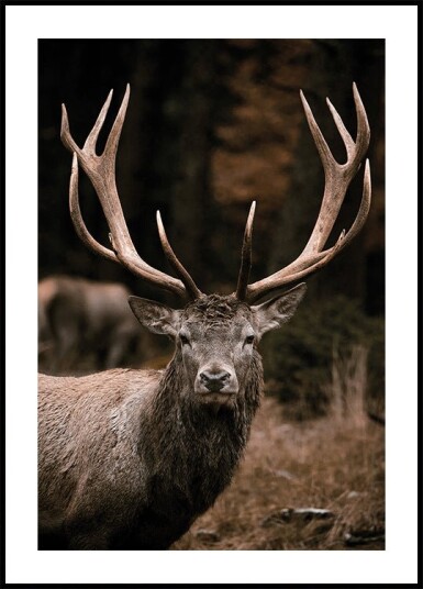 Majestic Deer in Autumn Forest Plakat Plakat / 100x150cm Majestic Deer in Autumn Forest Plakat Plakat / 100x150cm