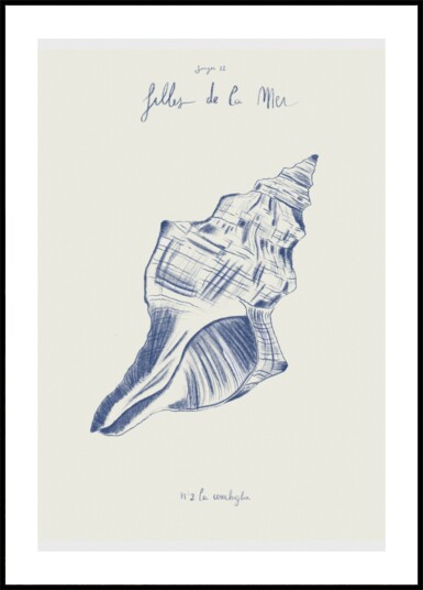 Coastal Seashell Study Plakat / 30x40