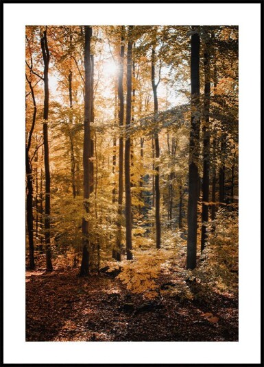 Golden Autumn Forest Plakat Plakat / 30x40cm Golden Autumn Forest Plakat Plakat / 30x40cm