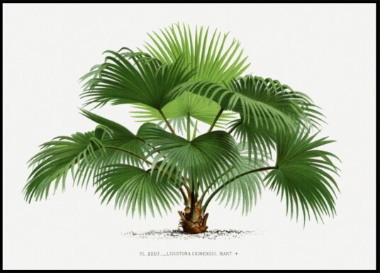 Livistona C Plakat / 40x50 Livistona C Plakat / 40x50