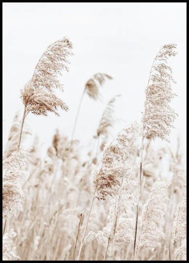 Boho Dried Flowers Plakat Plakat / 21x30cm