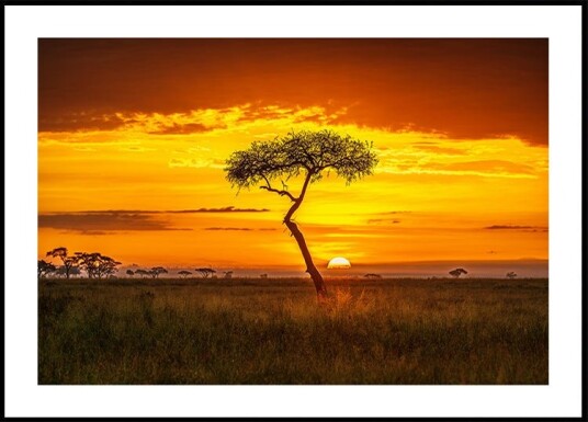 Primordial Africa Poster Plakat / 100x150cm Primordial Africa Poster Plakat / 100x150cm